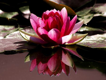 Water lily - water, lily, flower, pink