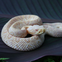 Albino Eastern Diamondback Rattler