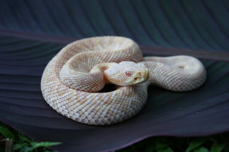 Albino Eastern Diamondback Rattler - rattler, albino, snake, eastern diamondback