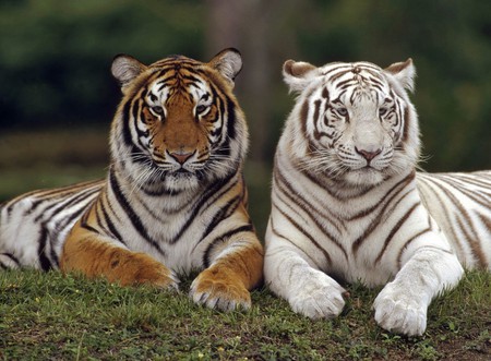 Mates For Life - cats, golden, tigers, albino