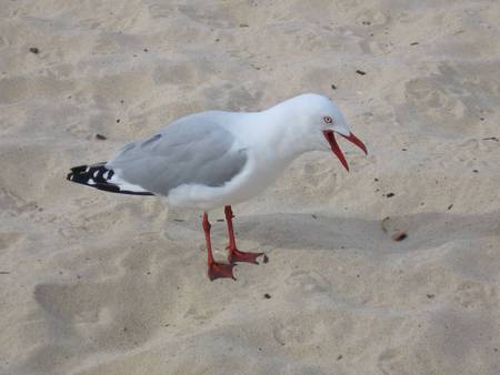 Red Gull Laughing - red gull, seagull, bird, laughing