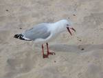 Red Gull Laughing