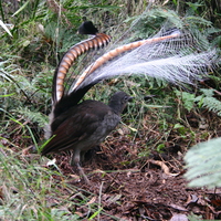 The Lyre Bird