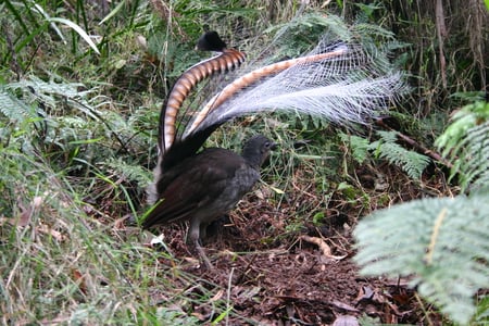 The Lyre Bird - lyre bird, fancy, pretty, bird