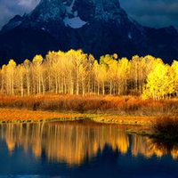 Autumn Forest in Sunshine