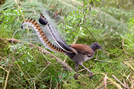 Lyrebird In Scrub - pretty, bird, fancy, lyrebird