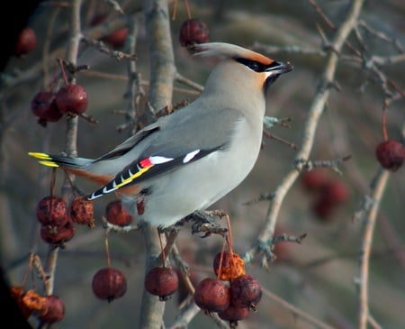 Cedar Waxwing - cedar waxwing, autumn, pretty, bird