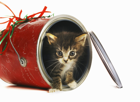 kitten - beautiful, cool, baby, cat, christmas, animal, holiday, kitten, cute, box, little, nice, gift