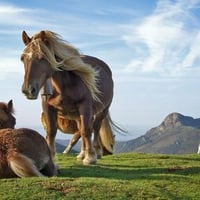 Horses in the wild