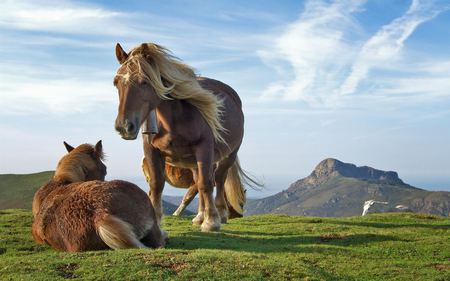 Horses in the wild - horse, animal, animals, landscape, grass, family, clouds, wild, nature, mountain