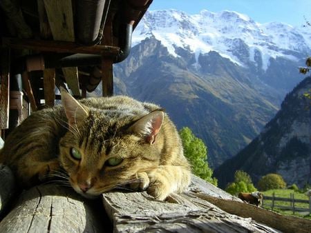 Sitting outside - mountains, nature, cat, outside