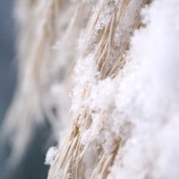 Pampas Grass