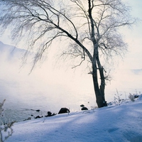 Lake and tree