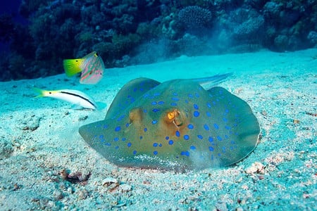 Under Water - beautiful, under, water, picture