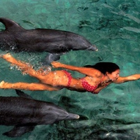 Swim w Dolphins