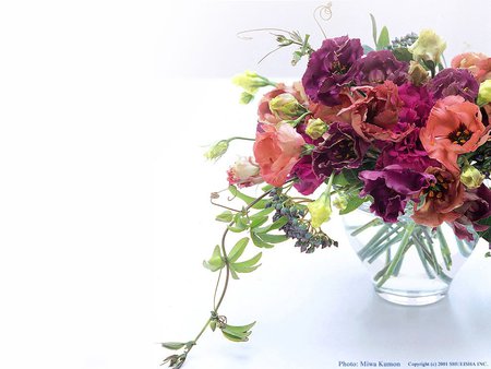 Still life - flower, pot, rose, pink, nature