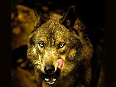 Wolf in Dark - in dark, picture, cool, wolf