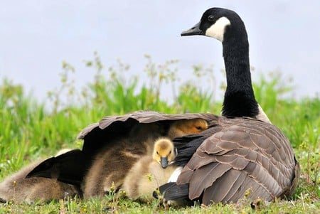 Mother Duck - duck, mother, picture, beautiful