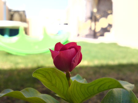 red rosa in my gardinia - red, green, flowers, rose, garden