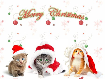 Our kitten christmas - holiday, kitten, hat, cat, santa, christmas