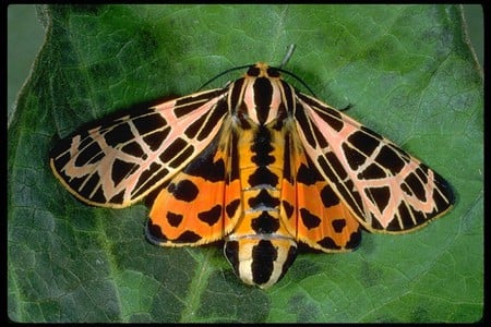 Beautiful Moth - beautiful, moth, cool, picture