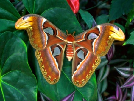 Big Moth - beautiful, big, moth, picture