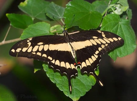 Giant Swallowtail - giant, swallowtail, picture, butterfly, cool