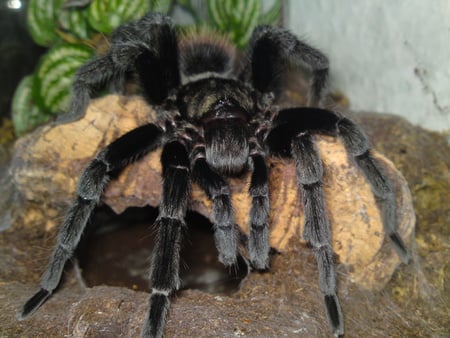 B Vagans - big, animal, black, spider