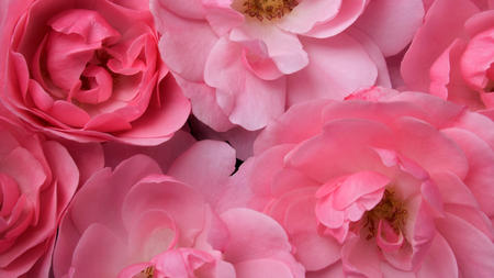 Bonica Roses - pink, bonica roses, beautiful, flowers, nature