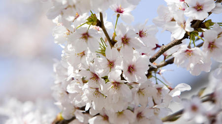 Cherry Blossoms - white, nature, blossoms, trees, beautiful, cherry, flowers