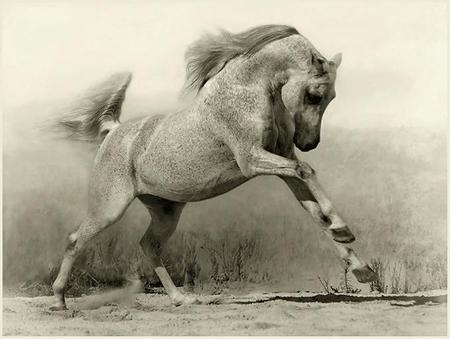 I'm powerful - cavalo, horse, stallion, animals