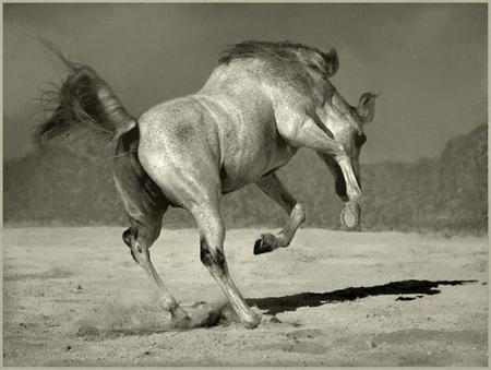 Playing Jump - cavalo, horse, stallion, animals