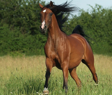 Beautiful - cavalo, stallion, horse, animals