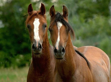 Two Brothers - cavalo, horse, stallion, animals