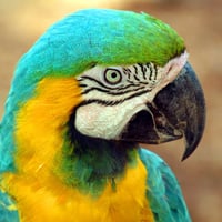 Blue Yellow Parrot