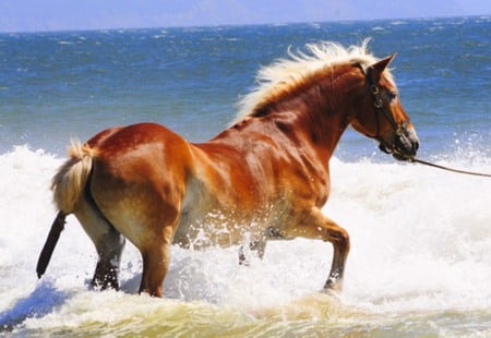 Let's go to beach baby - cavalo, stallion, horse, animals