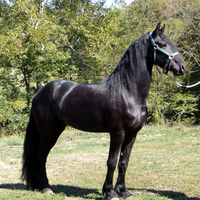 Black Friesian