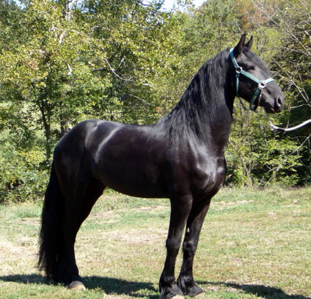 Black Friesian - cavalo, stallion, horse, animals