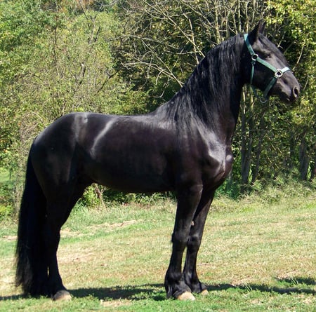 Friesian - cavalo, stallion, horse, animals