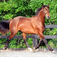 Brown Horse