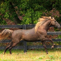 Rocky Mountain Horse