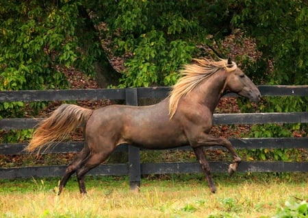 Rocky Mountain Horse - cavalo, stallion, horse, animals