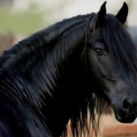 Friesian