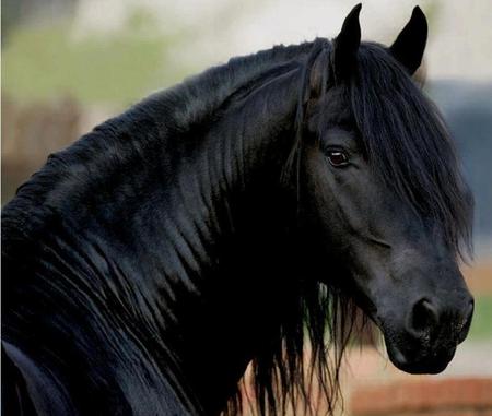 Friesian - cavalo, stallion, horse, animals