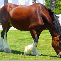 Clydesdale