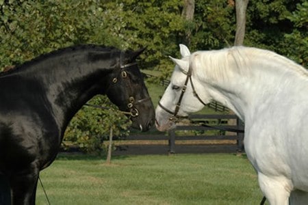 Black and White - cavalo, stallion, horse, animals