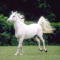 White Horse