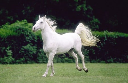 White Horse - cavalo, horse, stallion, animals