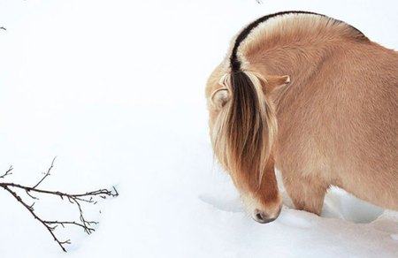 In the winter - cavalo, stallion, horse, animals