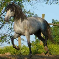 Gray Andalusian